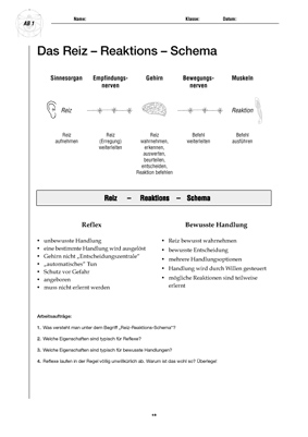 tl_files/upload/Care-Line Shop/Kostenloses/Sekundarstufe/Bildvorschau/Das Reiz-Reaktions-Schema.jpg